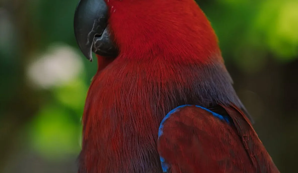 Close-up of a red parrot with blue wing accents.