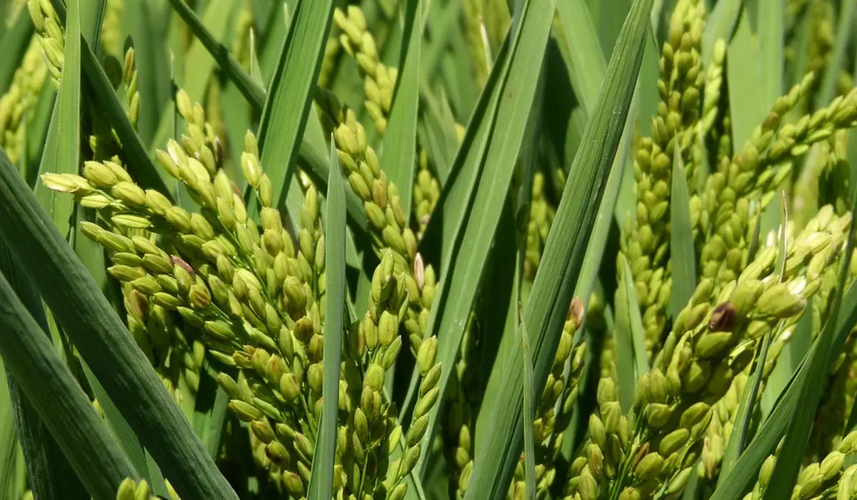 Close-up of green rice plants with panicles