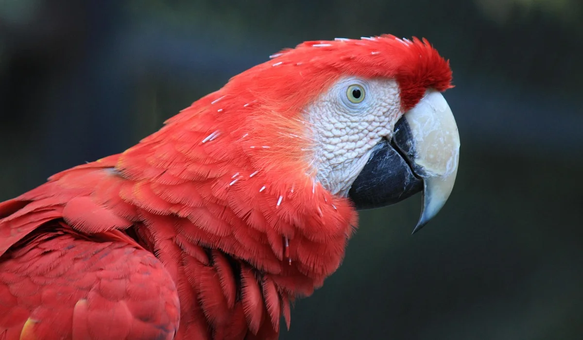 Close-up of a scarlet macaw with bright red feathers and a large curved beak.