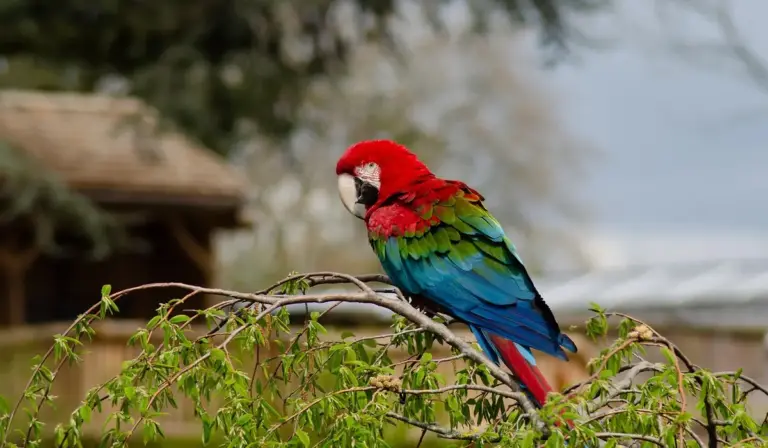 Scarlet macaw perched on a branch outdoors with bright red, blue, and green feathers.