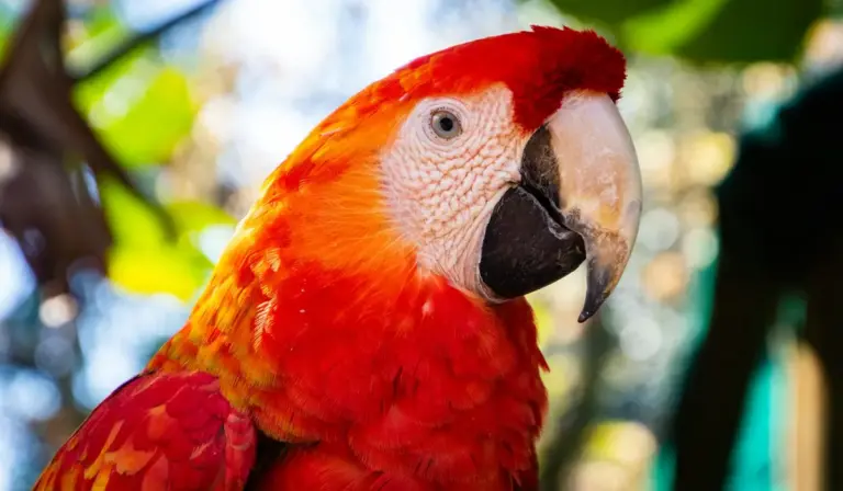 Close-up of a scarlet macaw parrot with bright red feathers and a large beak perched among green leaves