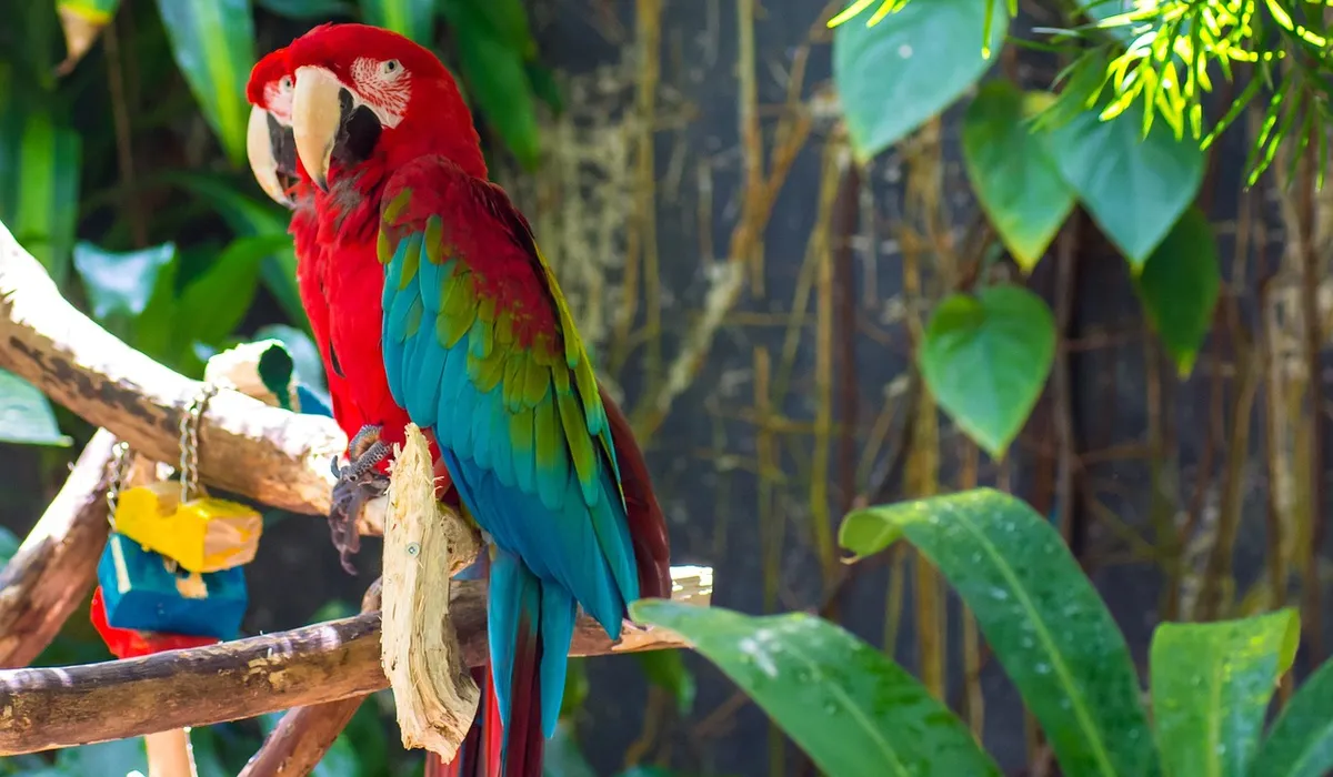 A scarlet macaw perched on a branch, showcasing a bright red body with emerald green and cobalt blue wing feathers in a tropical setting.