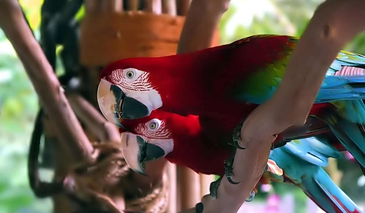 Two scarlet macaws perched on a branch in a lush outdoor setting, displaying vibrant red plumage with blue wing accents.
