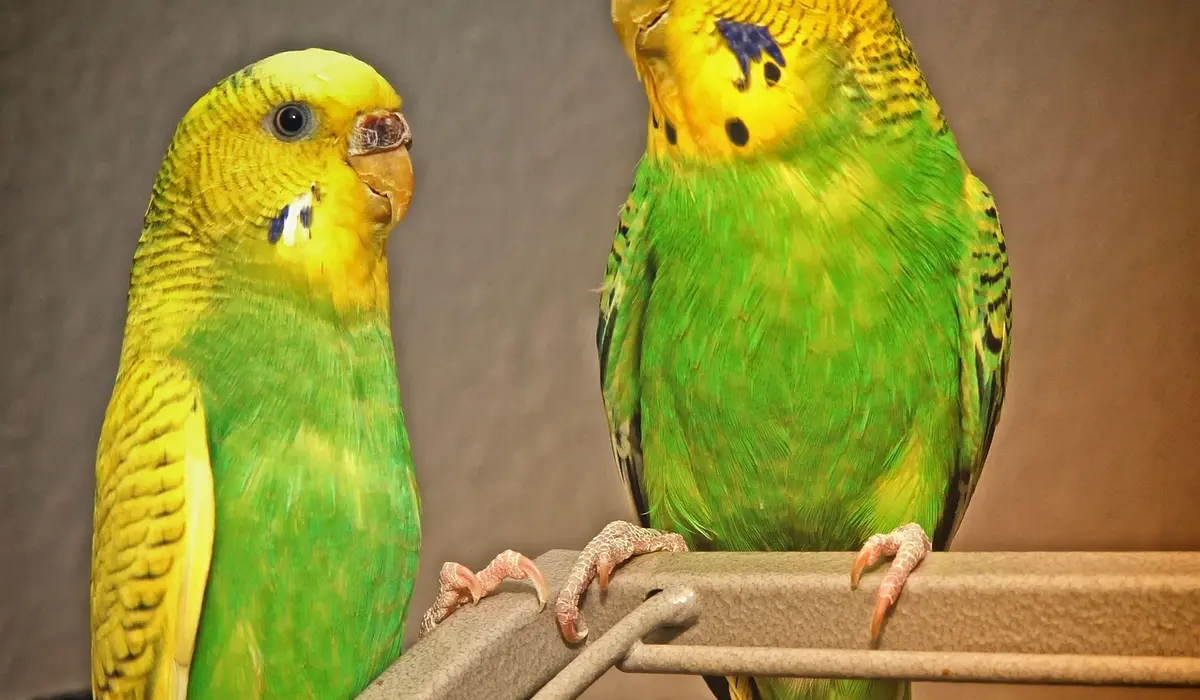 Two green and yellow budgerigars perched on a cage bar indoors, facing in different directions.
