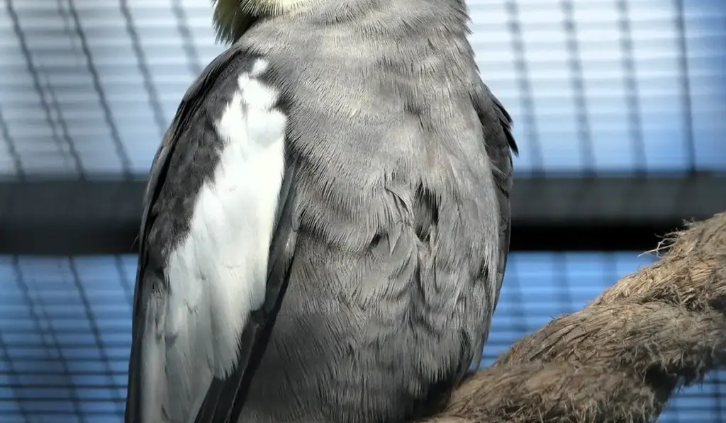 Small Parrot Costs: Budget-Friendly Options for First-Time Owners