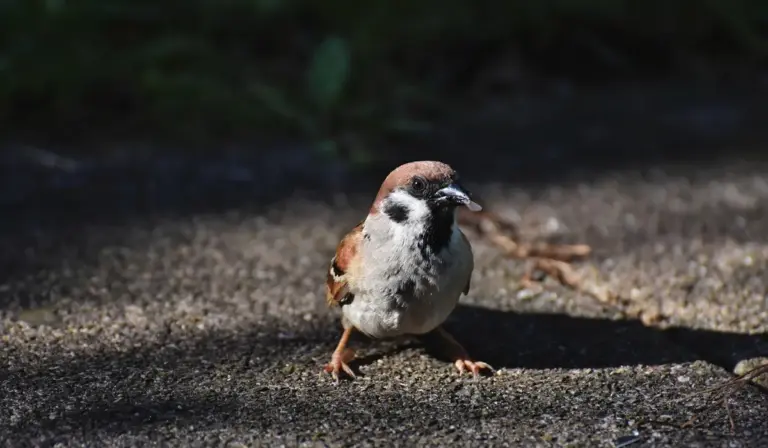 A small brown and white bird standing on a sunlit gravel path.