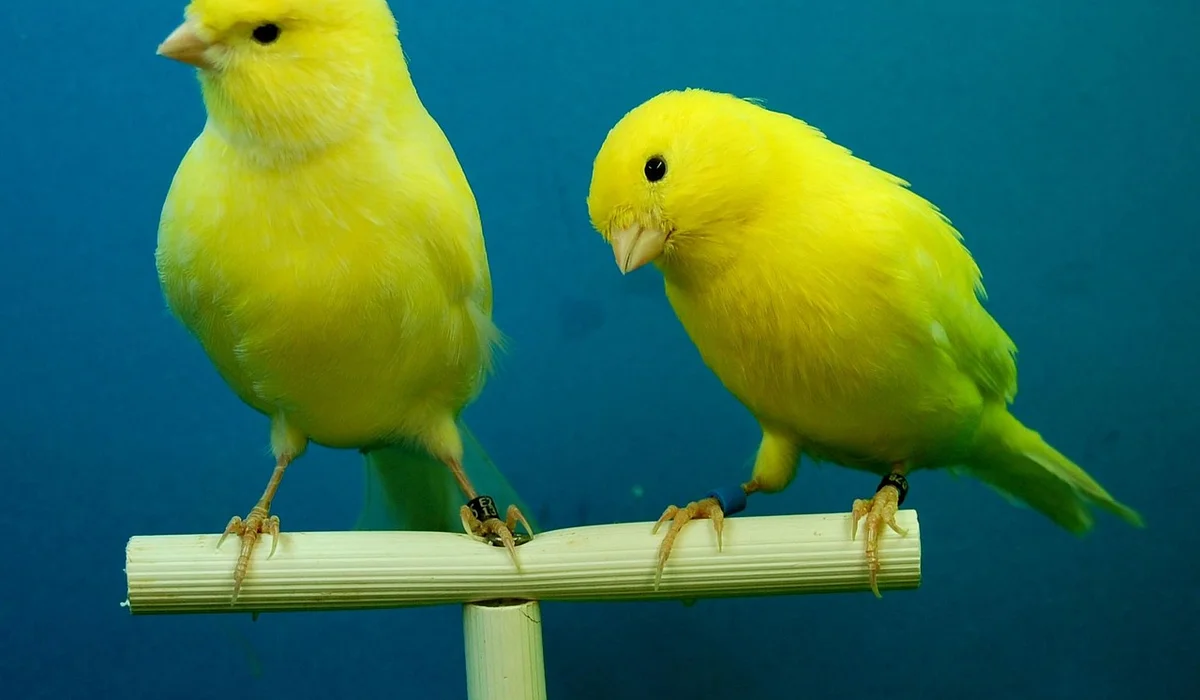 Two yellow budgies perched on a light wooden dowel against a blue background.