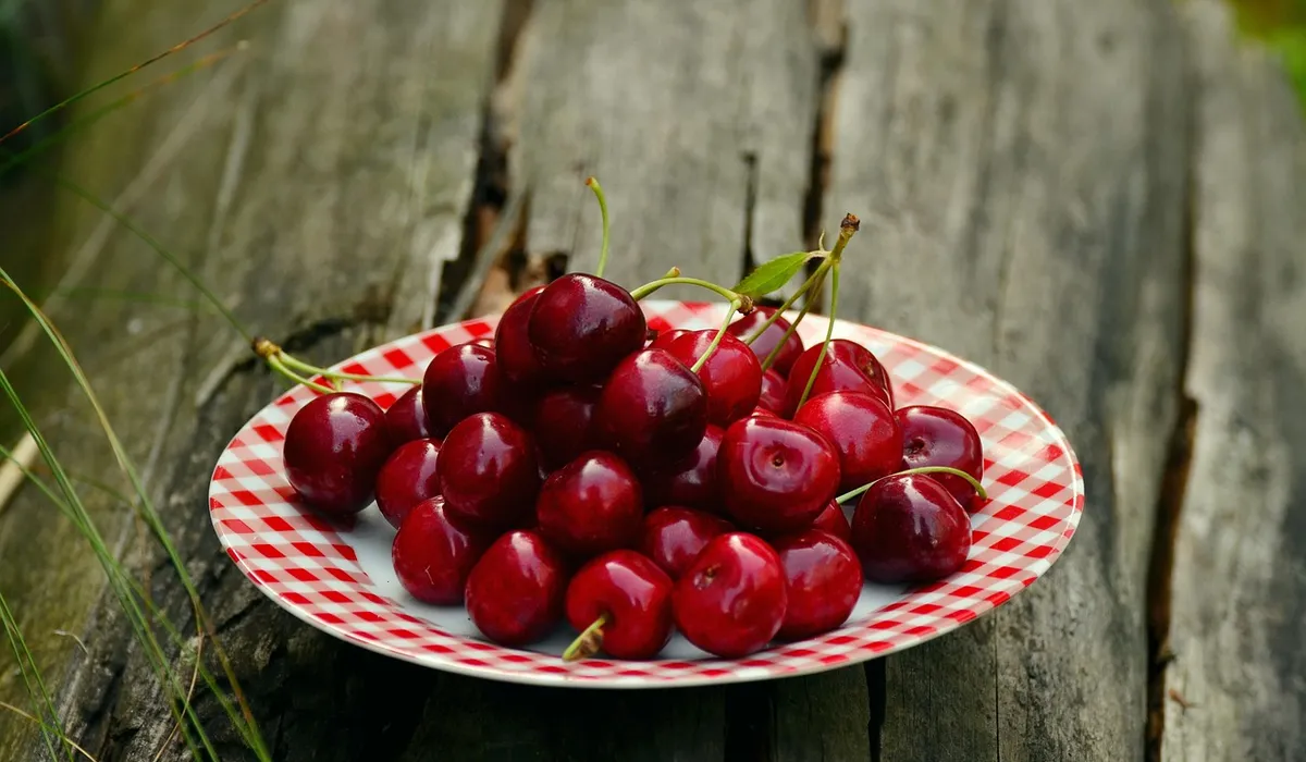 A plate of fresh cherries with stems on a red-and-white checkered plate placed on a rustic wooden surface, illustrating the safe prep stage for parrots.