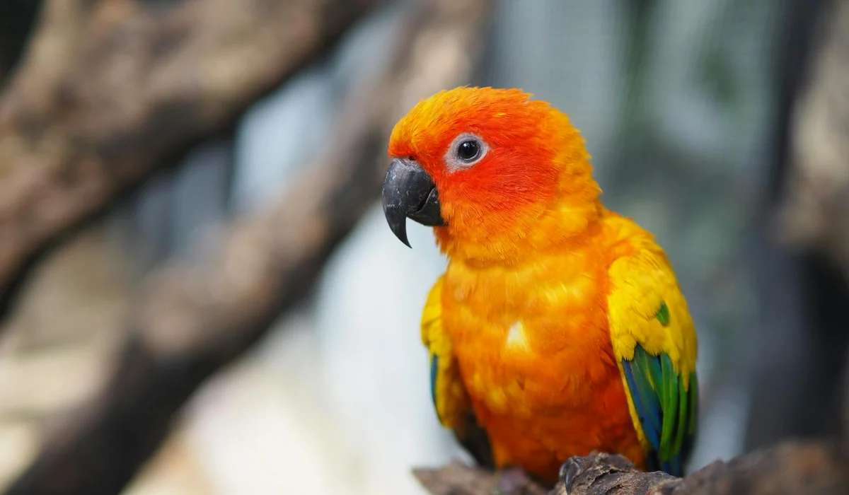 Close-up of a sun conure with a bright orange head, yellow body, and green wings perched on a branch.