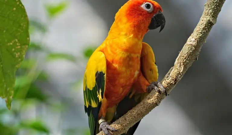 Bright sun conure parrot with orange-yellow plumage perched on a branch