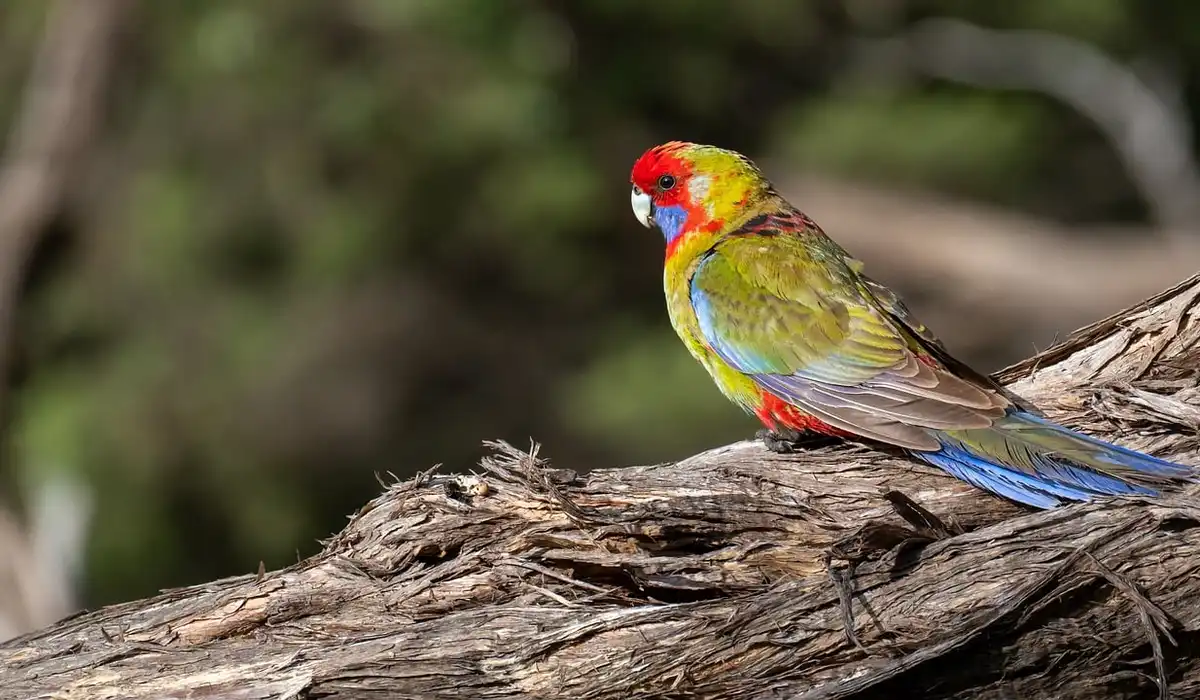 Colorful sun conure parrot perched on a weathered branch, showing a red head, yellow body, and blue wings.