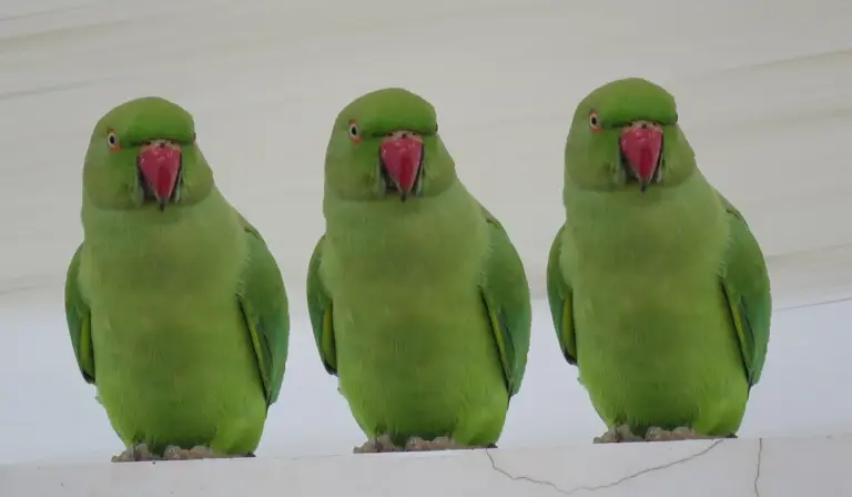 Three green parrots with red beaks perched on a white ledge