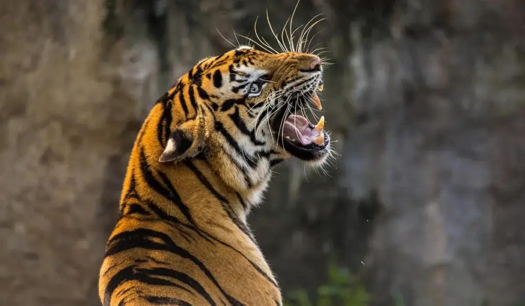 Natural Predators of Parrots: Wild Threats and Domestic Dangers
