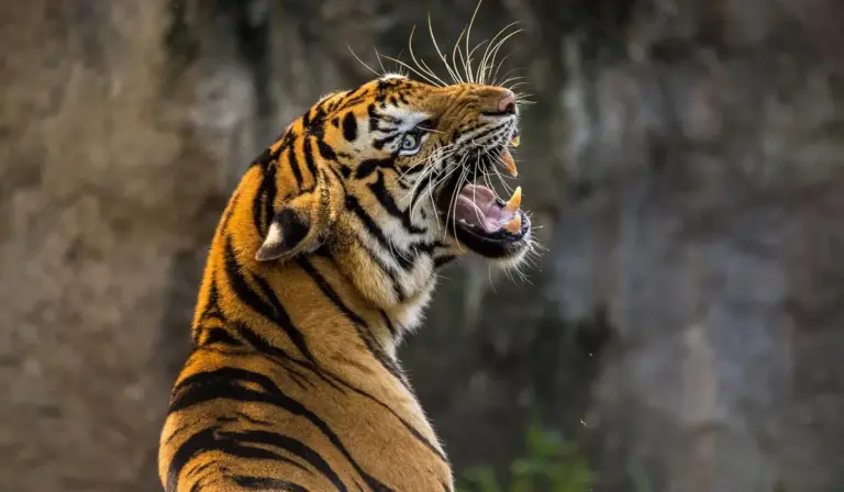 Tiger roaring in a natural habitat