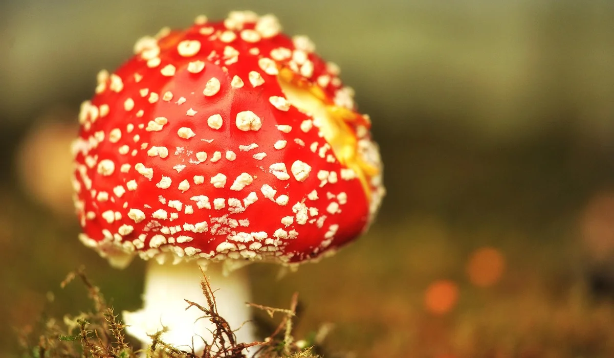Red mushroom with white spots in a natural setting, illustrating toxic foods to avoid for parrots