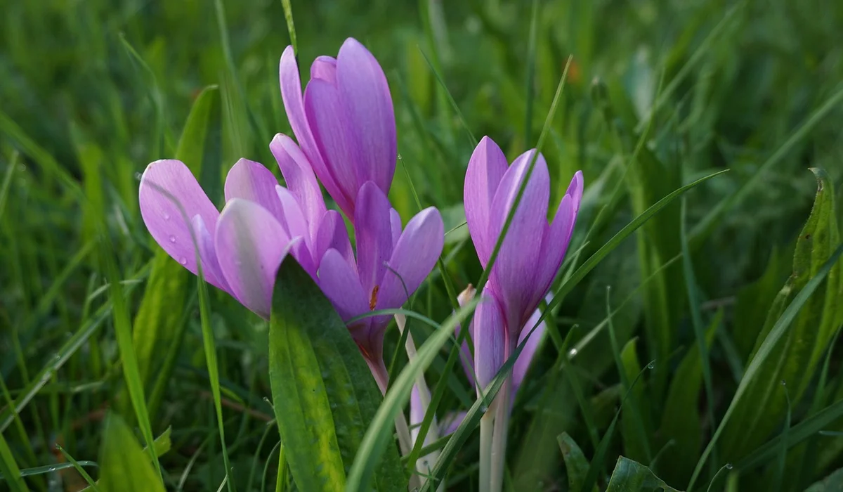 Purple crocus flowers among green grass
