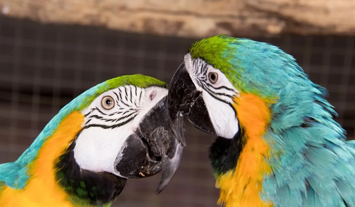 Two blue-and-yellow macaws facing each other with beaks touching inside a cage