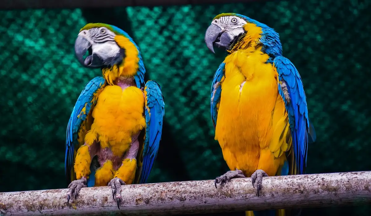 Two blue-and-yellow macaws perched on a wooden bar against a dark green backdrop.