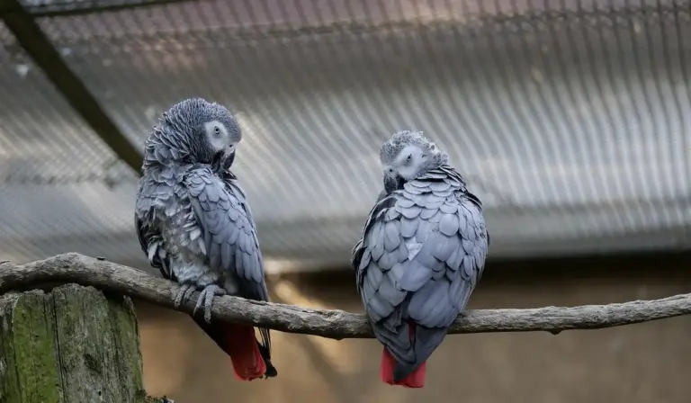 Two blue-grey parrots perched on a branch, facing in opposite directions.