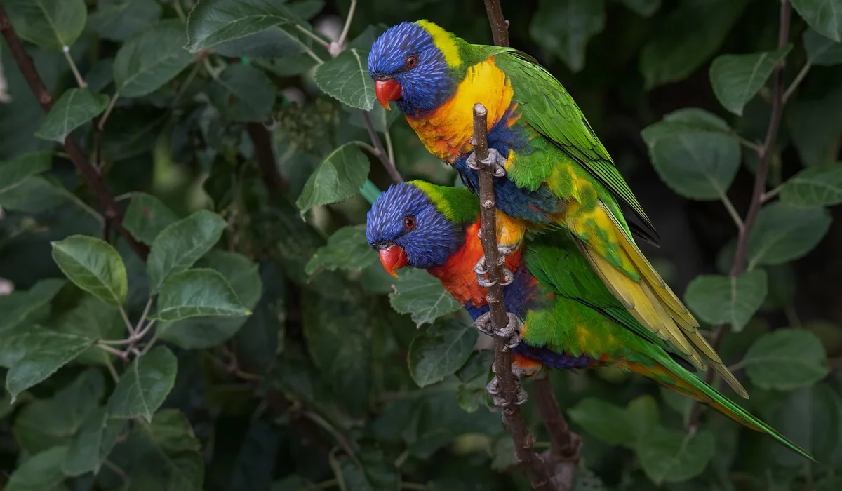 Two rainbow lorikeets perched on a branch with green leaves in the background, showing vibrant colors.