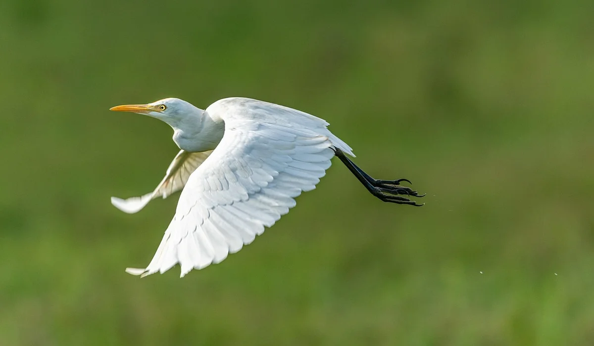 White egret in mid-flight with outstretched white wings against a green background.
