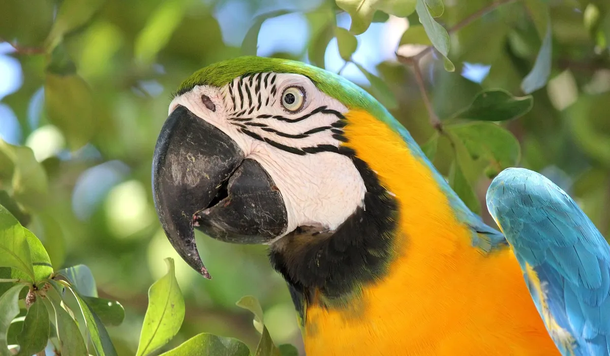 Close-up of a Yellow-Naped Amazon parrot among green leaves, showing green head, yellow throat, and blue wings.