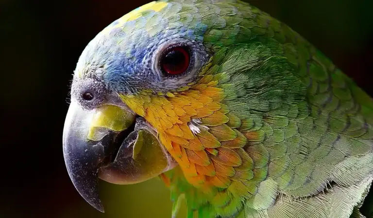 Close-up of a green parrot with yellow-orange facial markings and a dark beak, shown in profile.