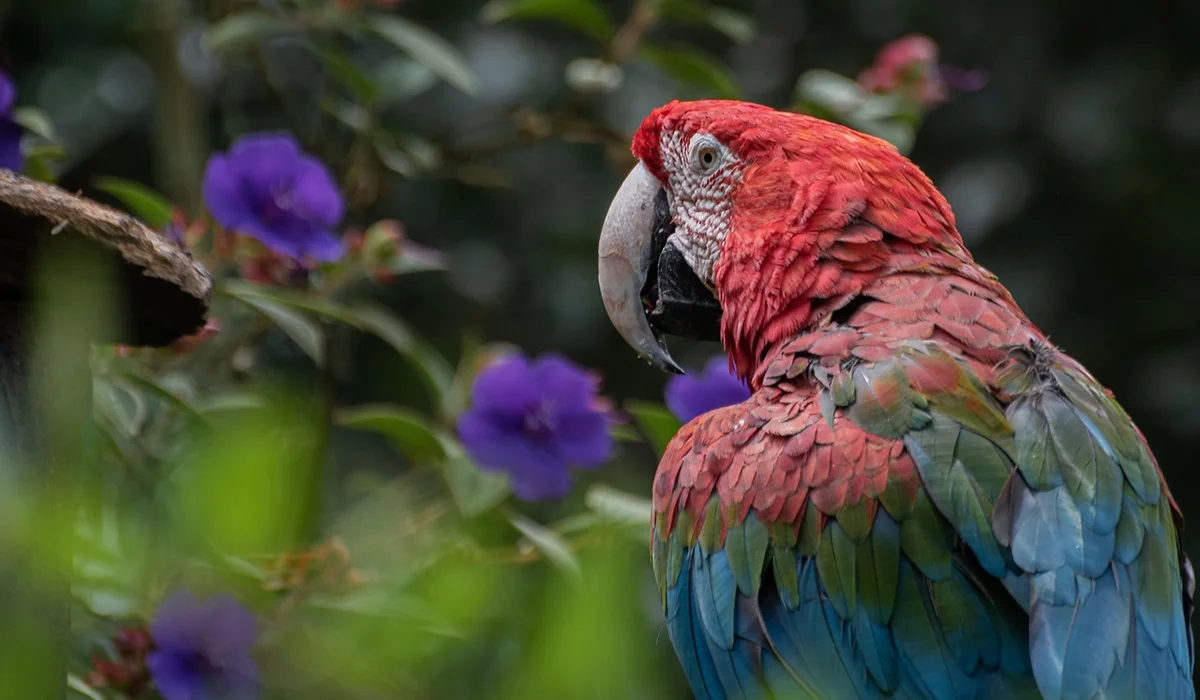 Colorful green-winged macaw perched among purple flowers in a lush garden