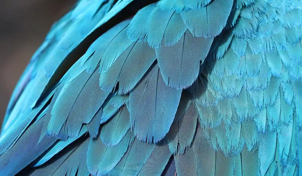 Close-up of vibrant blue parrot feathers